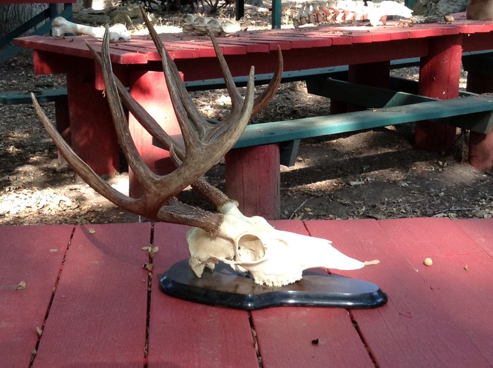 We were on the trail we saw these amazing antlers