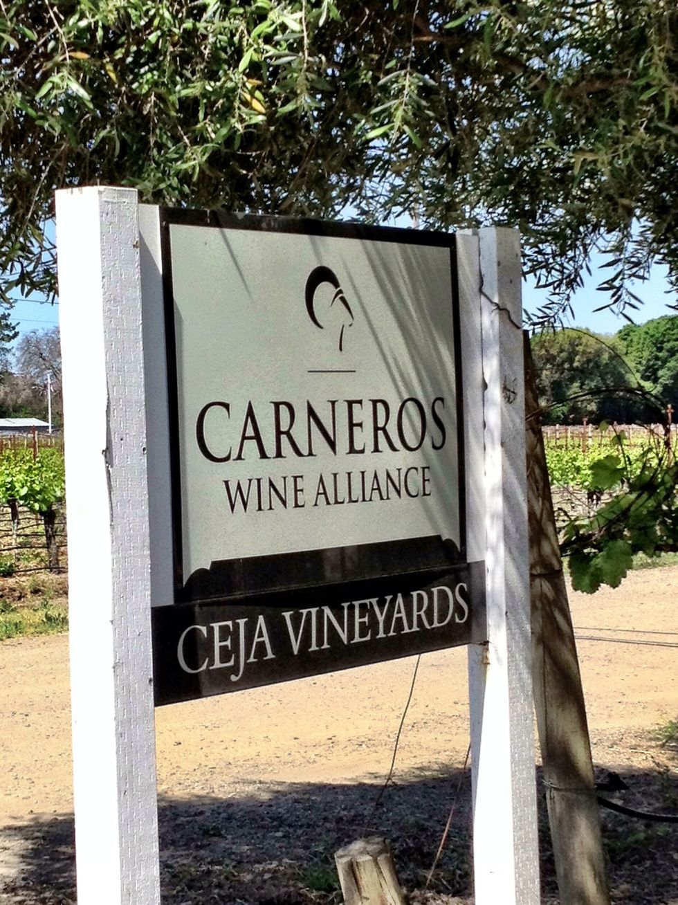 We wind up our two day visit to Carneros at Ceja Vineyards.
