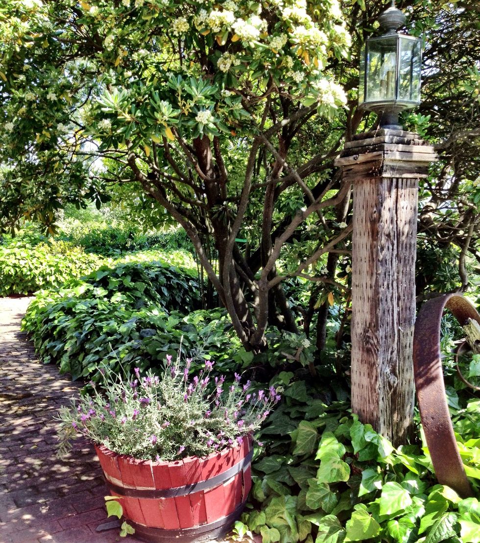Well, I hope you enjoyed this glimpse of California's wine country during April in Carneros. The wine and food were amazing, the vistas were breathtaking and the people were warm and welcoming!