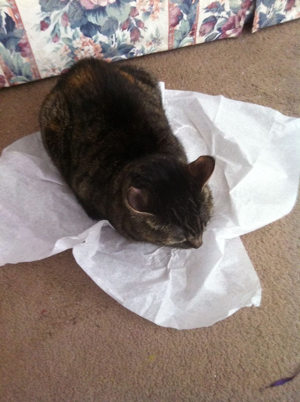 Well luckily I have lots of tissue paper. Abby is so much help
