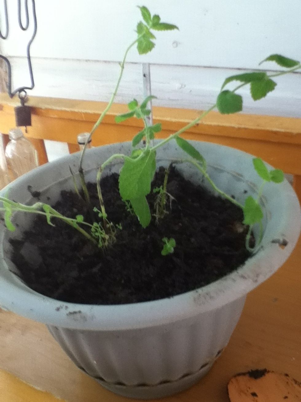 Well...that looks ugly as sin & a little wimpy at the moment, but if they are like any other mint I've grown they'll survive life w/ me as their caregiver too! :)