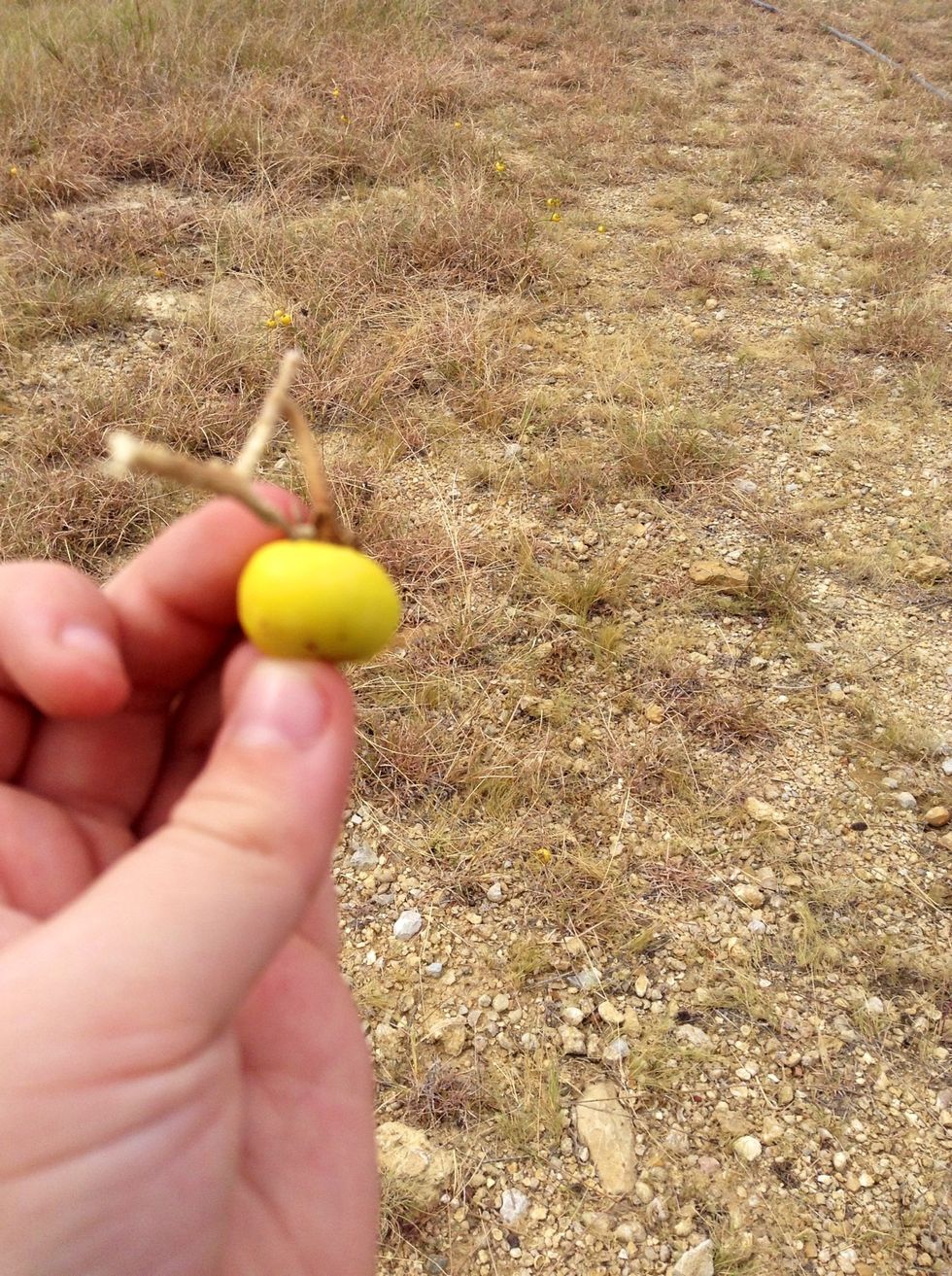 What berry is it? Wild yellow berry:feature pics.com