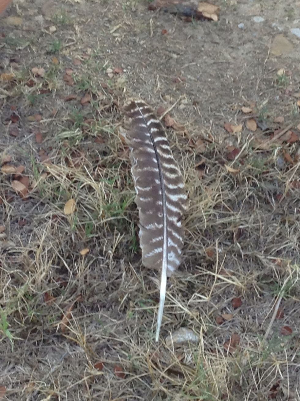 What feather is that?Turkey tail feather:locally grown.net