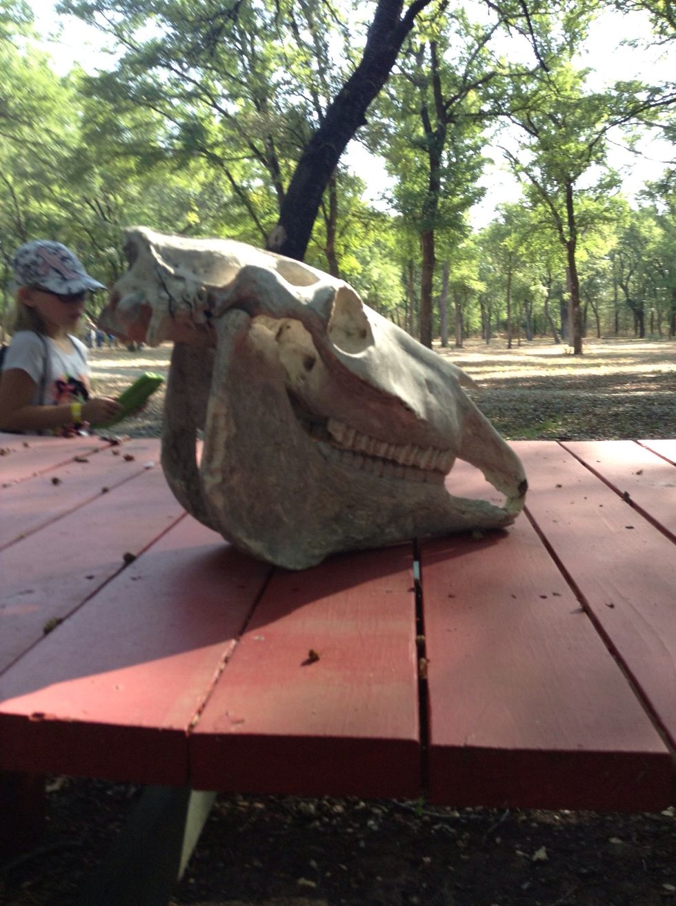 What skull is that? Serina Brady:entomology.cornell.edu