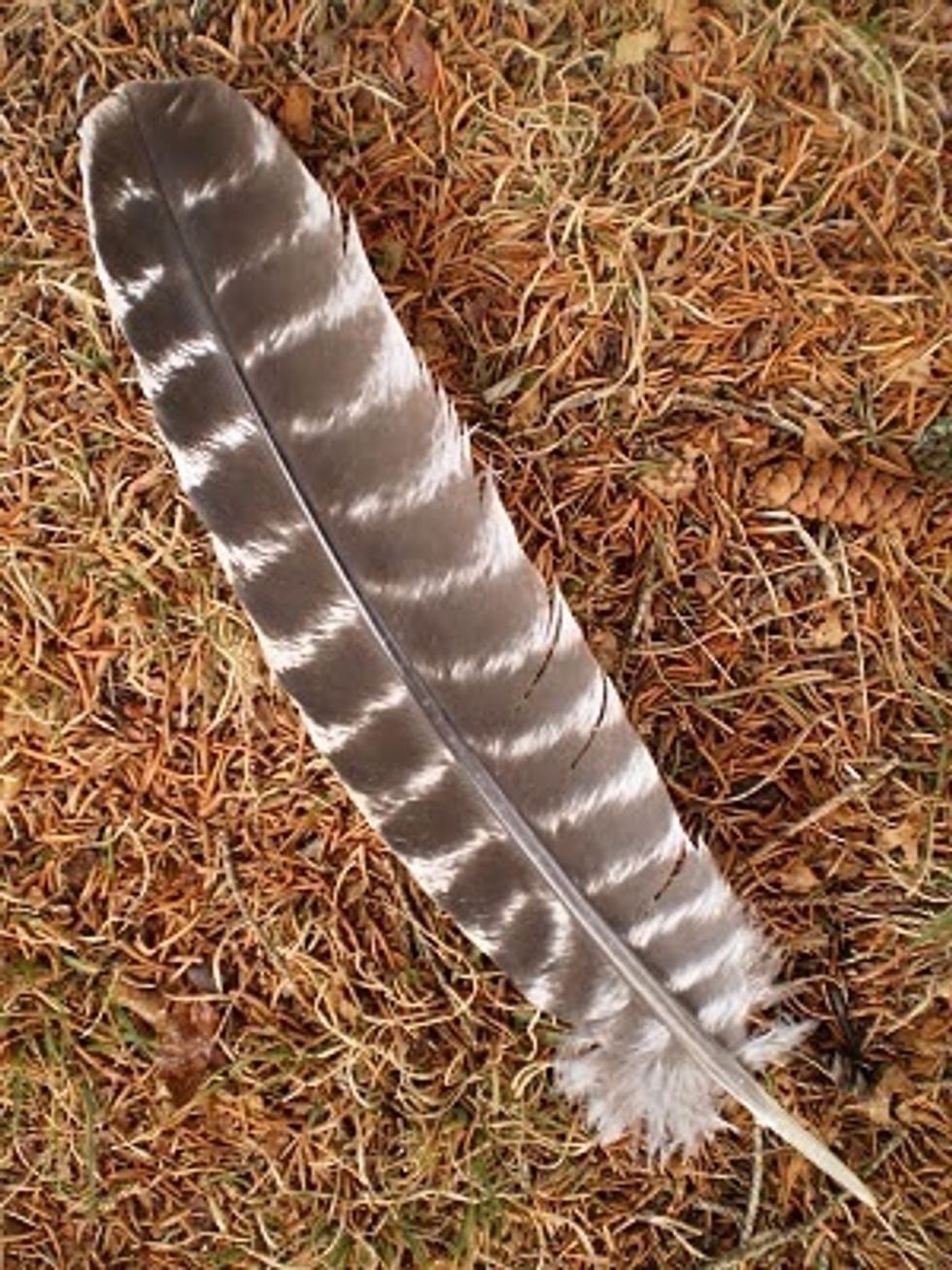 What type of feather is this ? Turkey