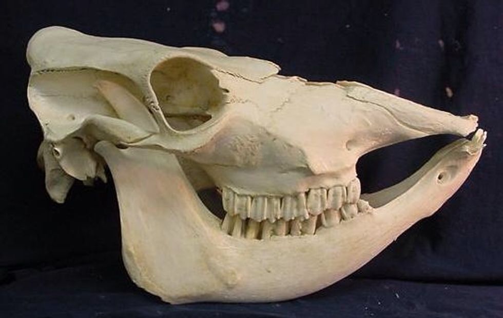 What type of skull is this? Cow skull. Similar to what I saw at the OLC