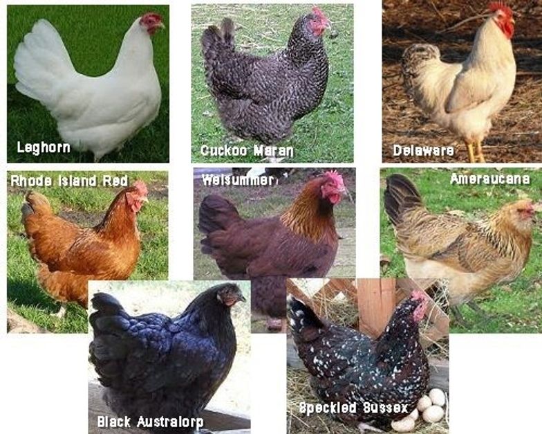 How To Raise Your Own Egg Laying Chickens B C Guides