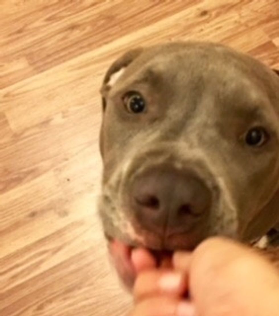 When finished completely, reward your pup with a treat for better results!