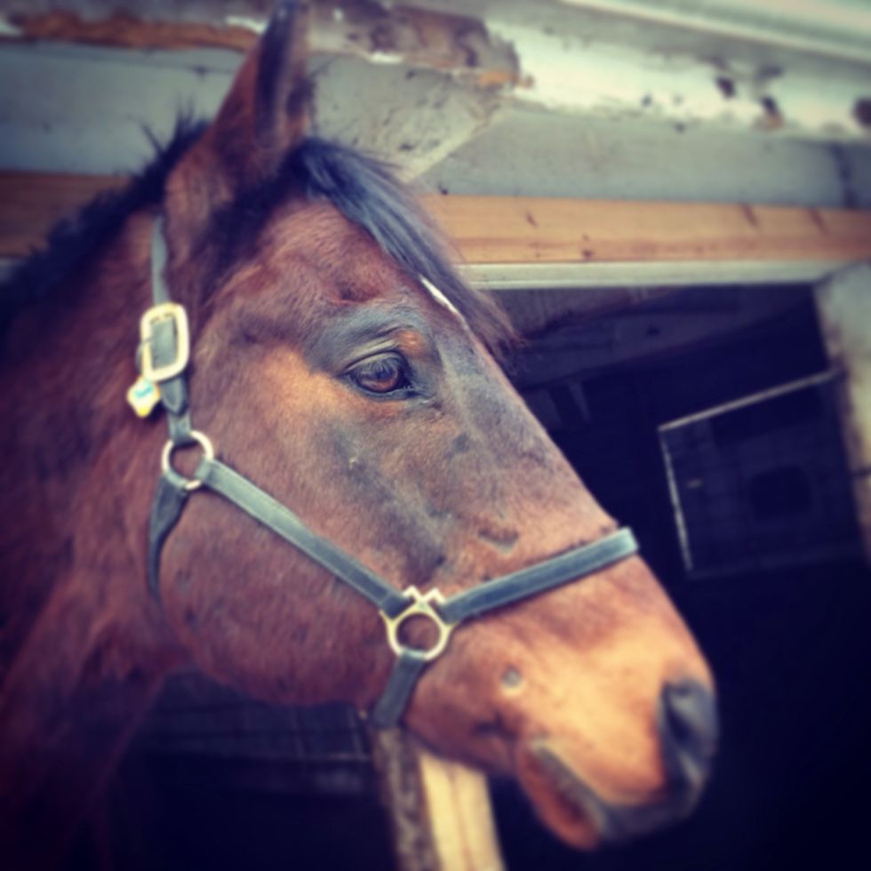 When I'm around horses sometimes things go as planned and sometimes it doesn't either way I feel succesful\ud83d\udc0e