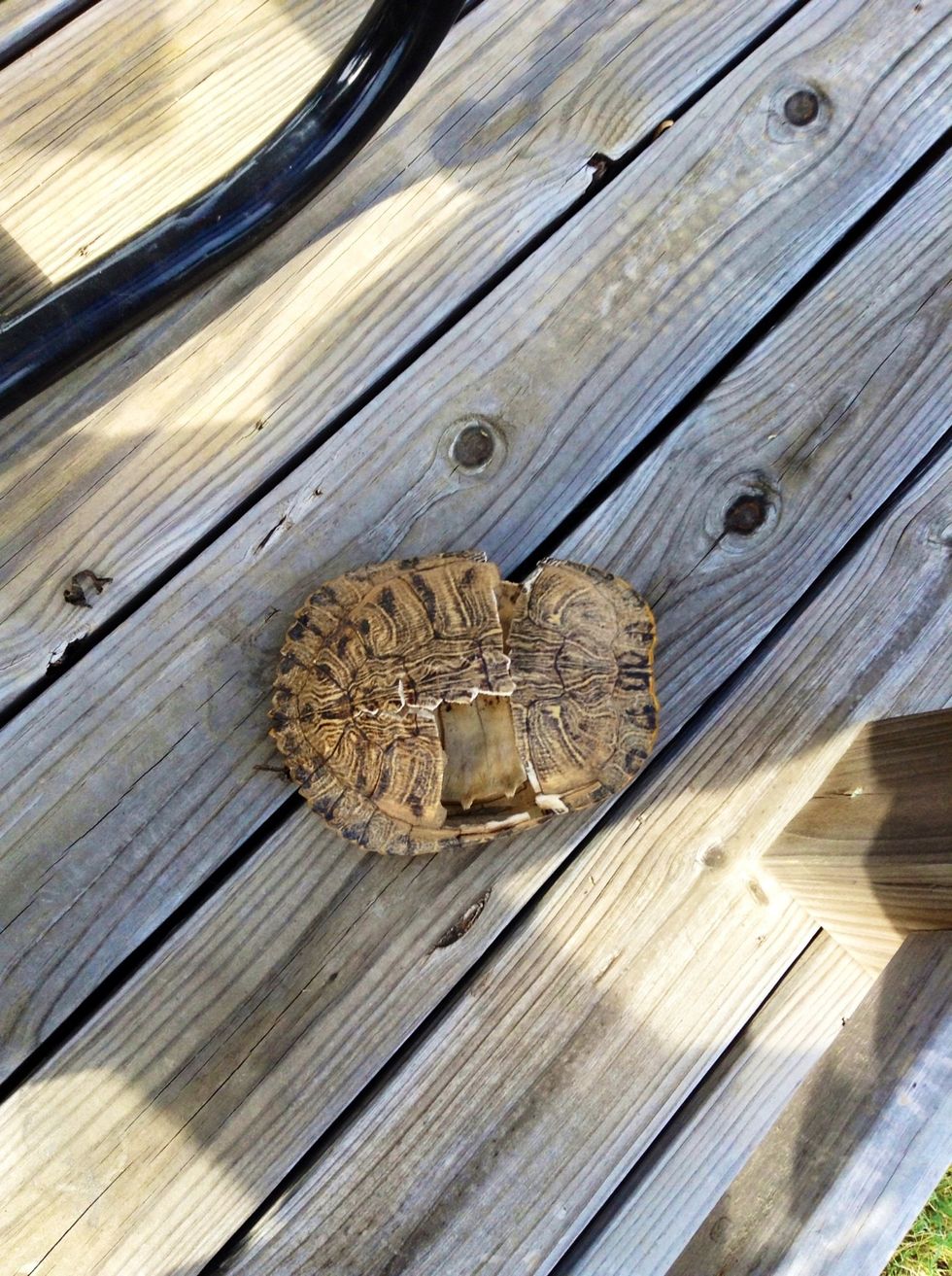 When I was at the OLC I saw a broken turtle shell. Question: do turtles shed their shell? Answer: many aquatic turtles shed the outer layer of their shell. http://www.turtlepuddle.org/health/skin.html