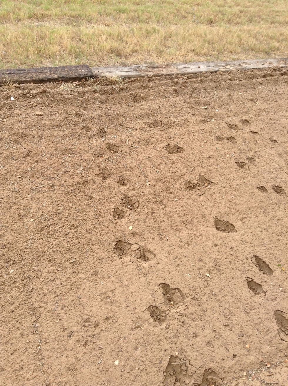 When I was going to plant seeds I saw deer tracks on the sand!