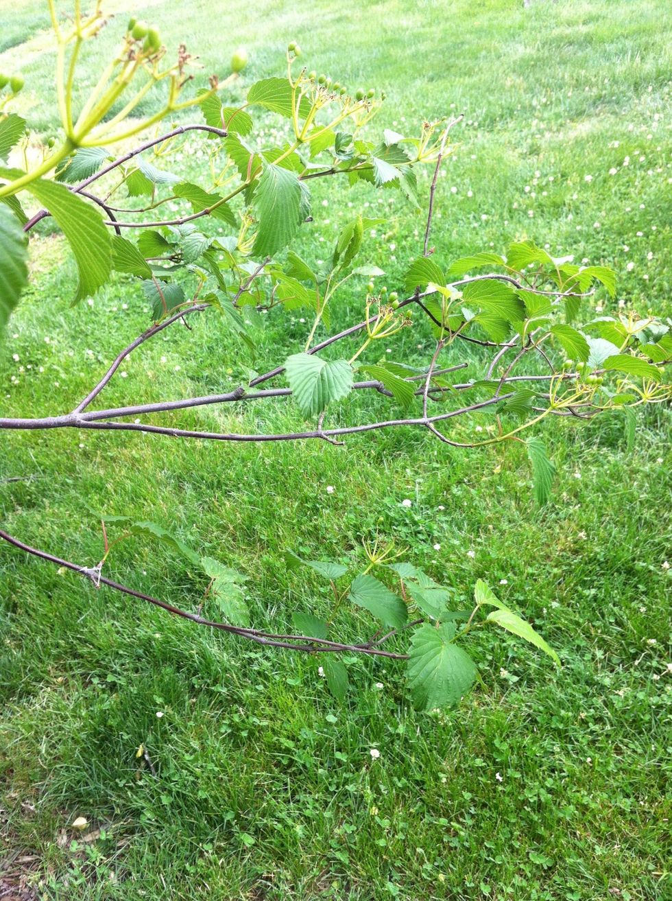 When pruning small branches use a sharp set of pruners. Prune the branch back to a location just above a bud or strong healthy stem.
