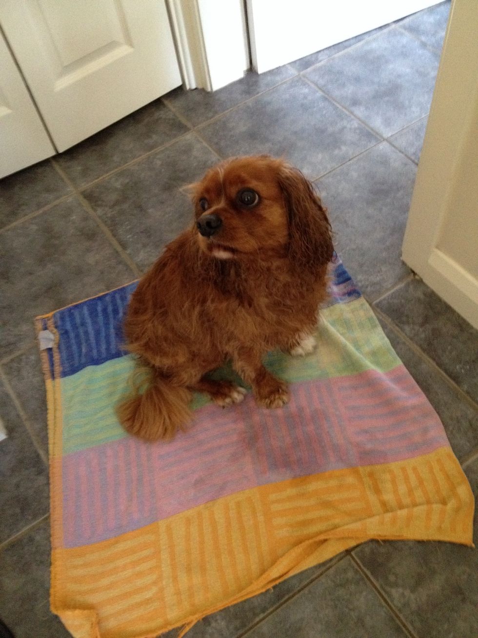 When puppy successfully does his or her business on the mat, after lots of love... Move the mat closer to the back door. But not too far away from the first successful wee!