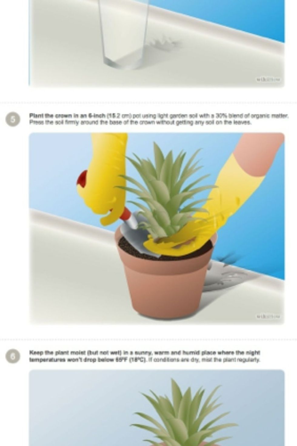 When routs have grown out of the pineapple, plant it in a pot. (A 6 inch pot)