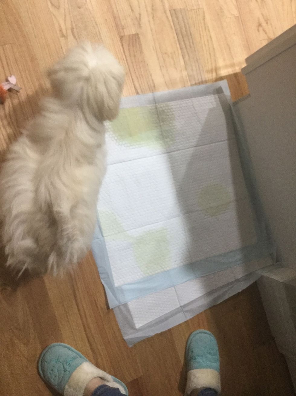 When she goes potty in the right area..