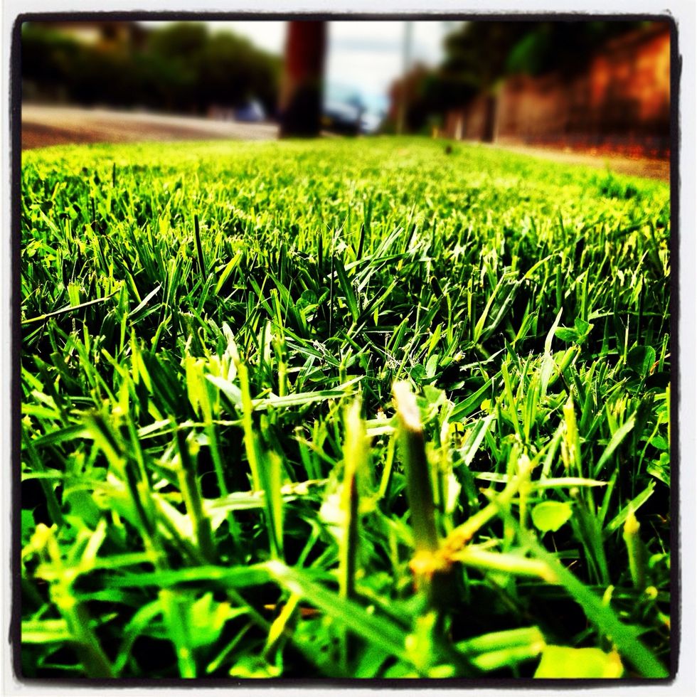 When taking photos of small plants and flowers, it's usually best to get up close. Click on the screen on your main point of interest while taking the shot to focus the lens on it.