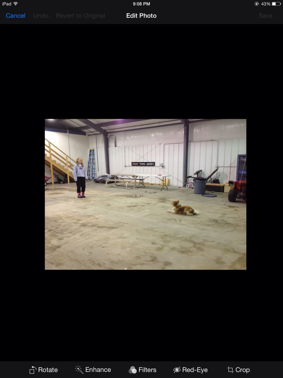 When the dog is halfway between you and the starting point, command your dog to "drop" or lie down.