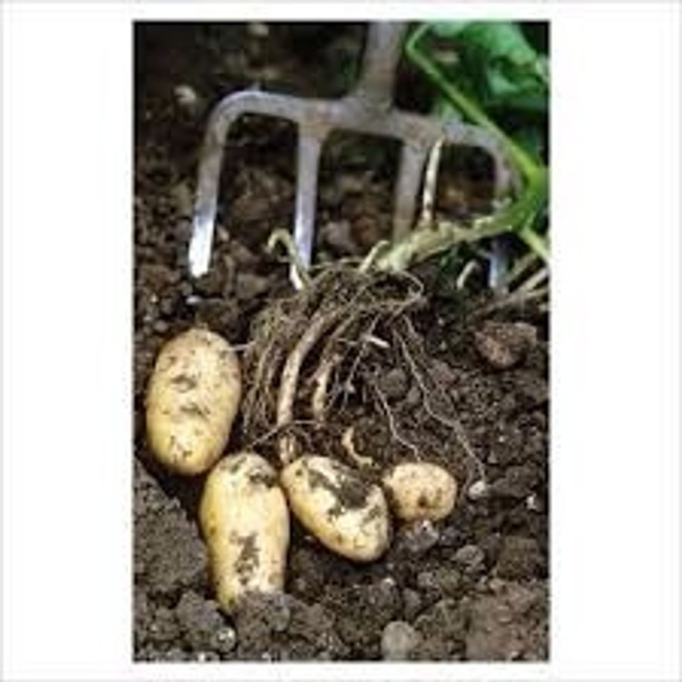When the ground starts to crack around the flower and when the flower starts to turn yellow it means they are ready to be harvested. Dig up under the ground under the potato crop with a pronged fork.