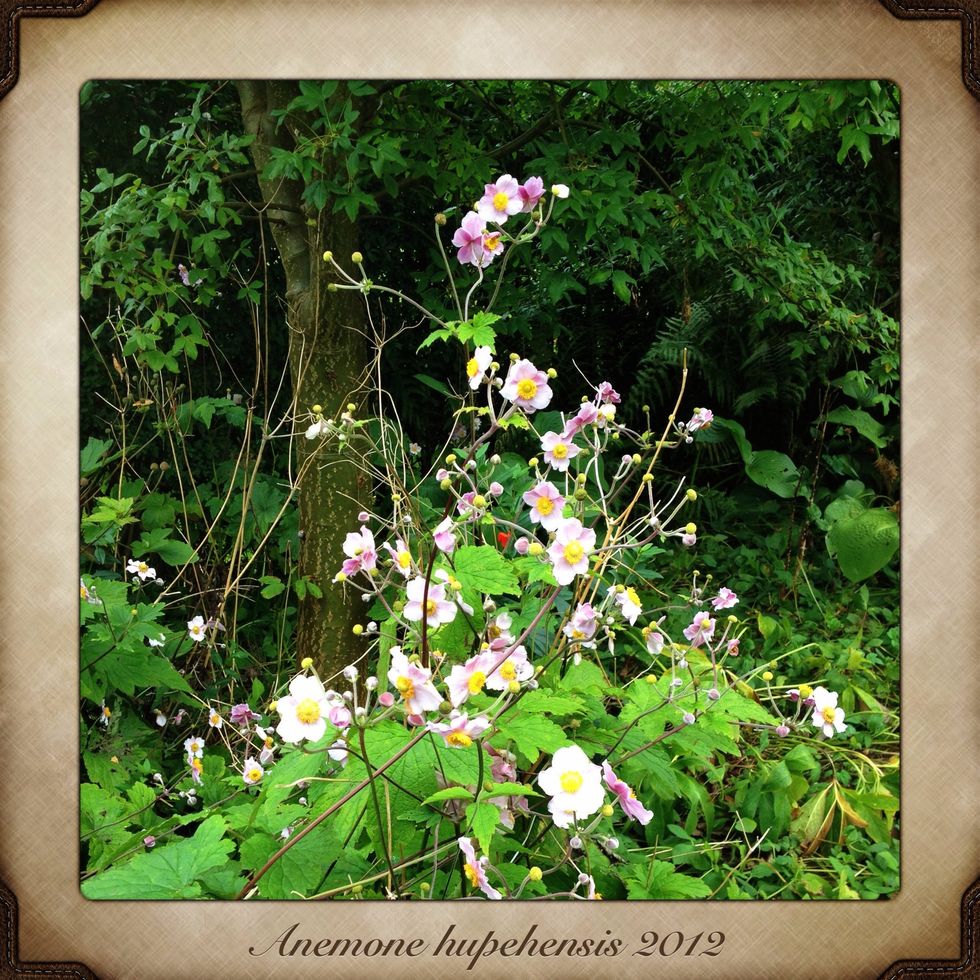 When the Japanese Windflower blossom it's time to search for the fountain of youth