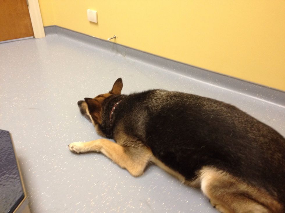 When you meet your veterinarian introduce your pets to her/him. Ask your vet to give your pet a treat to show respect.