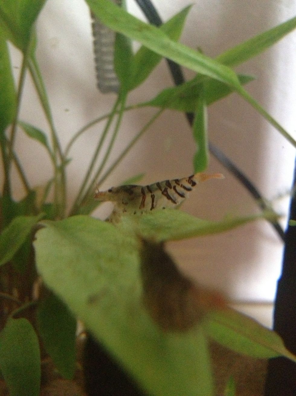 When you're happy with their acclimation, you can put them all in the tank. Don't leave any in the bag!