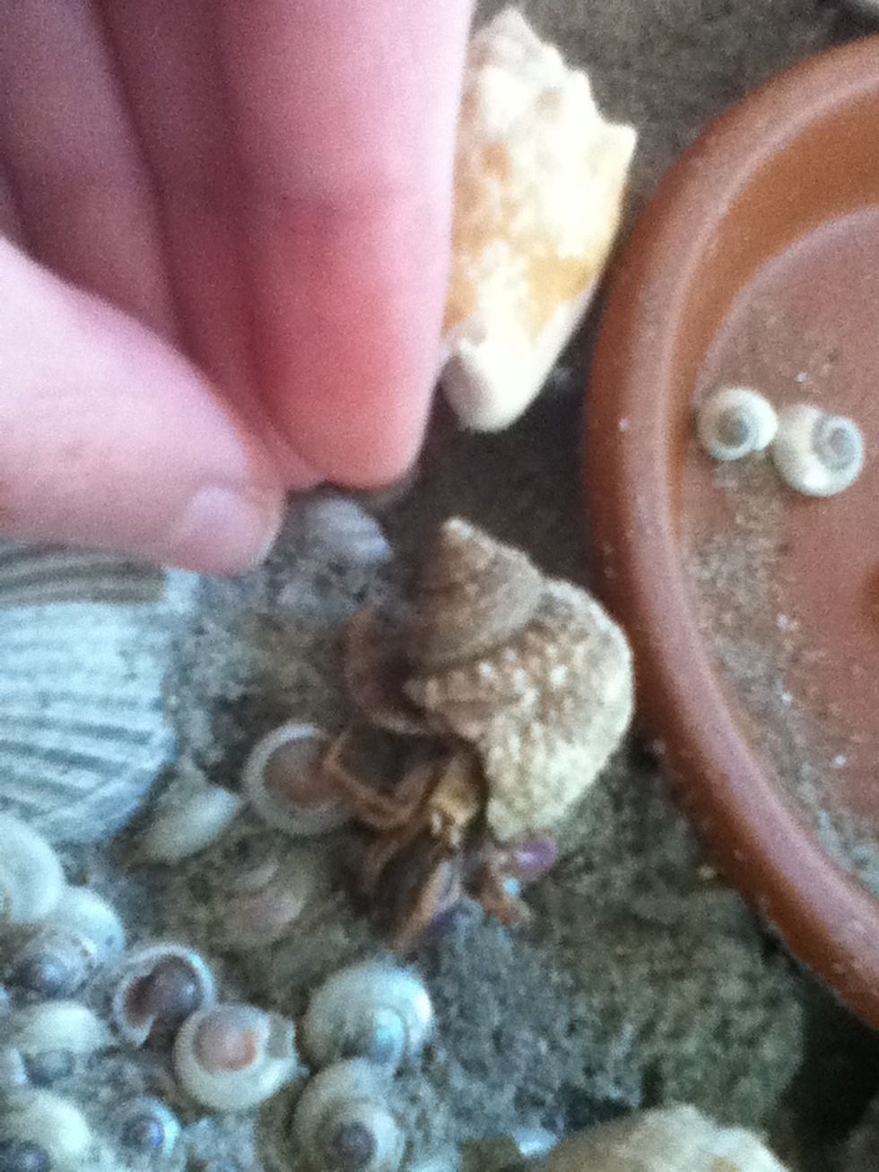 When you set your hermit crab down, be careful not to drop it as this can be harmful to them. If they are dropped from more than 2 1/2 feet it can be fatal.