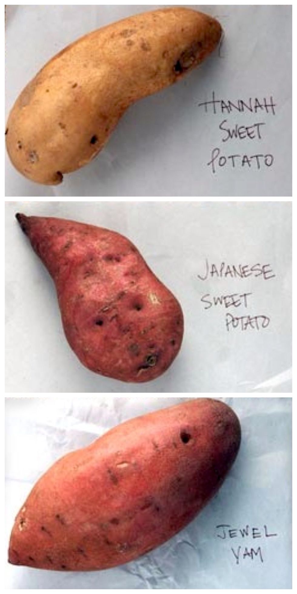 When you shop for sweet potatoes, grab as many varieties as you like. It's good to mix them up so you're getting different flavors. (Photo from theKitchn.com)