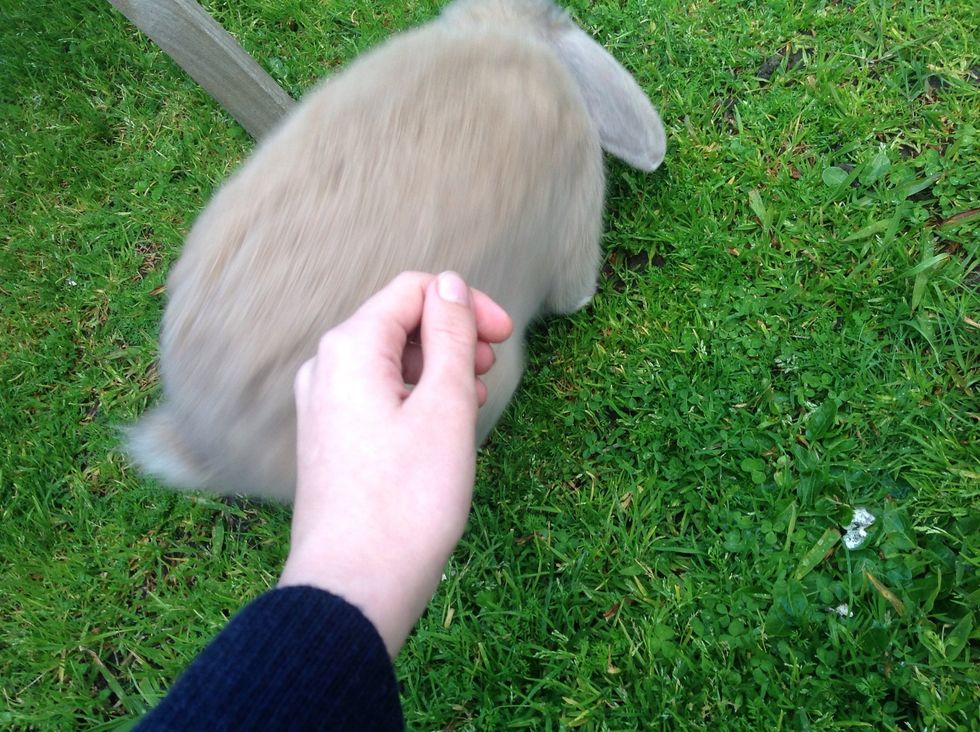 When you start getting really bored, try to hug your pet. If this happens, good for you. If not, (because your pet is an antisocial loser who does not appreciate awesomeness) try bribing them.