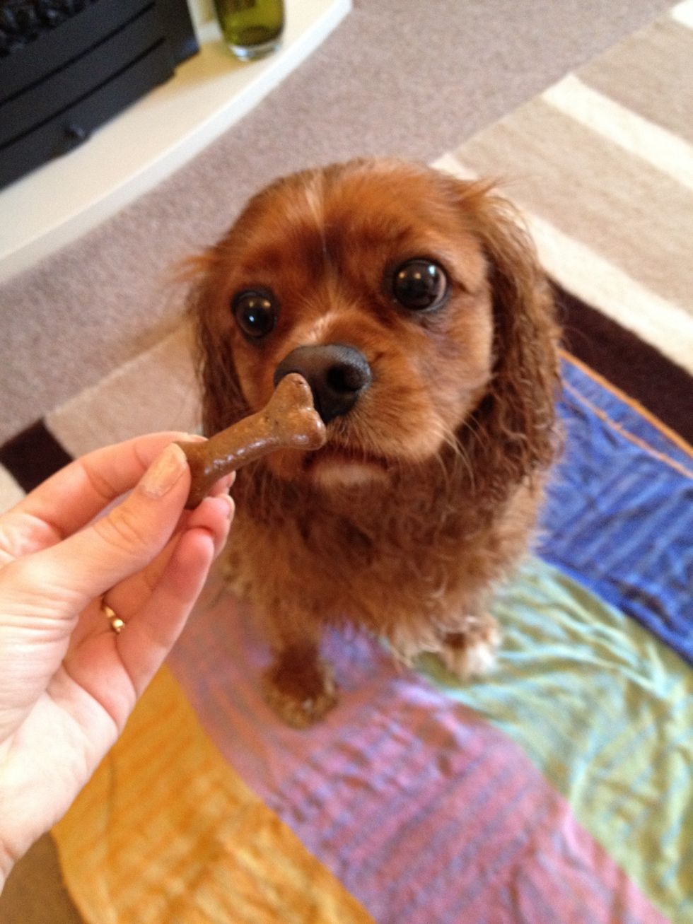 When your beautiful puppy has a wee near, or on the mat, reward them with treats and high tone praising!