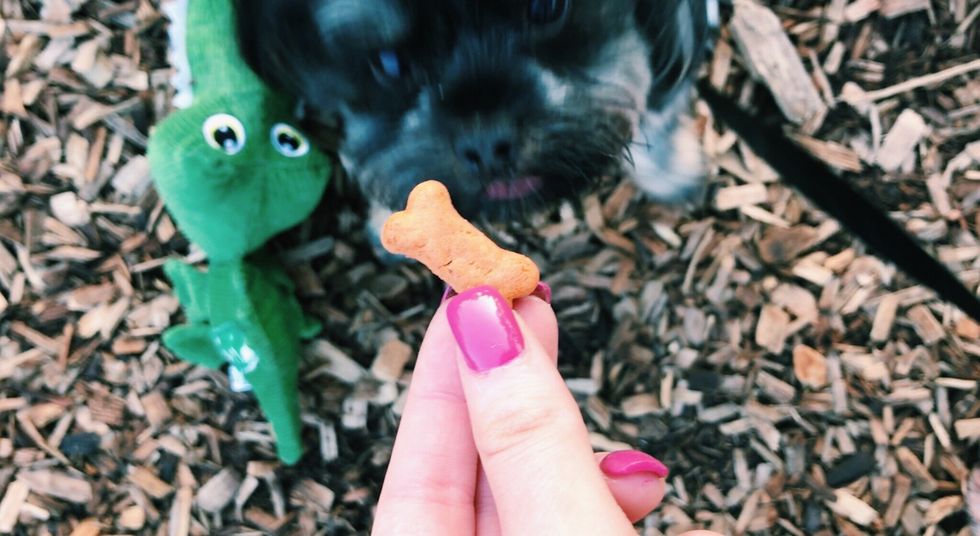 When your dog does something worthy of it, give him/her a treat!
