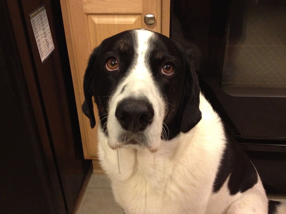 While the dates are soaking --pet the dog. Look at that face. I can't say no to that!