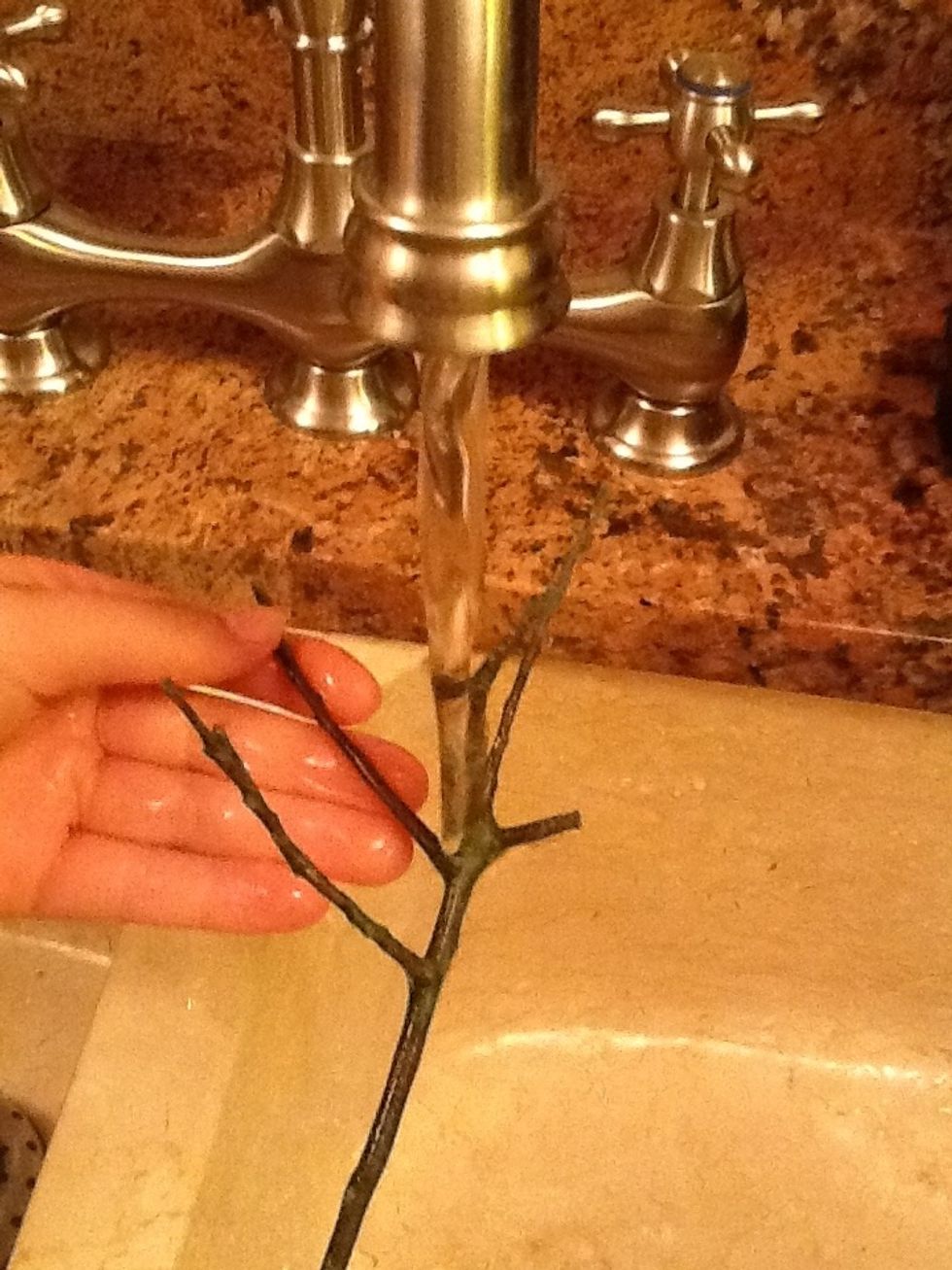 While the glue is setting, go and find a small twig, and clean off the sap with water and carefully break off any small stubs or sticks attached lower on the twig.