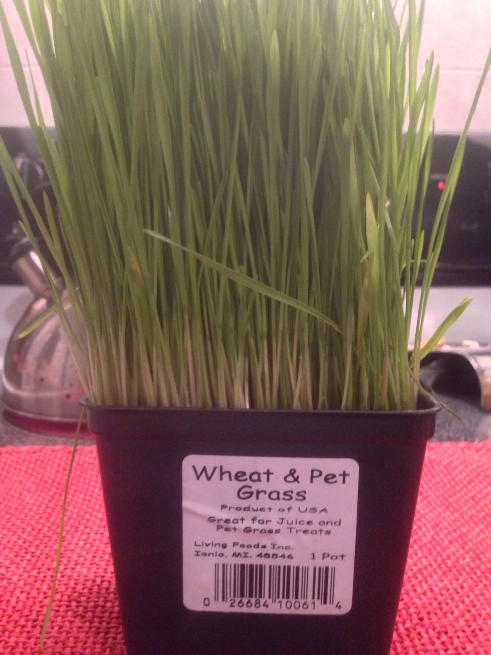 While the wheatgrass used here is not organic, whenever possible buy organic or locally grown wheatgrass. You may also wish to grow your own wheatgrass using organic soil, etc.