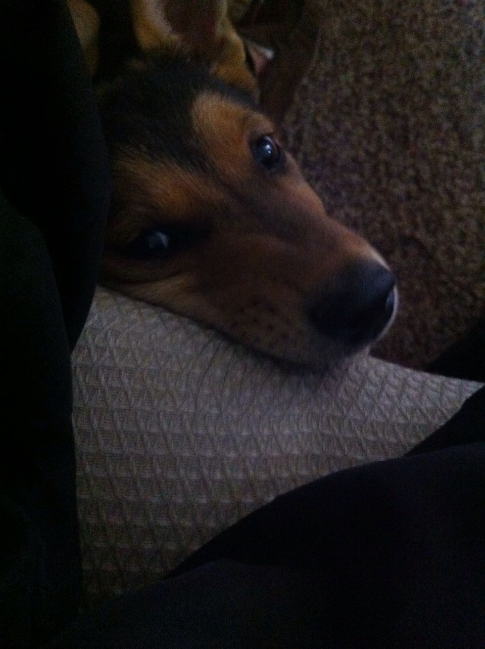 While we wait for cookies...*Bruno* "I want something too..." Fine! I'll give u a snack! Jeez....talk about puppy dog eyes....lol