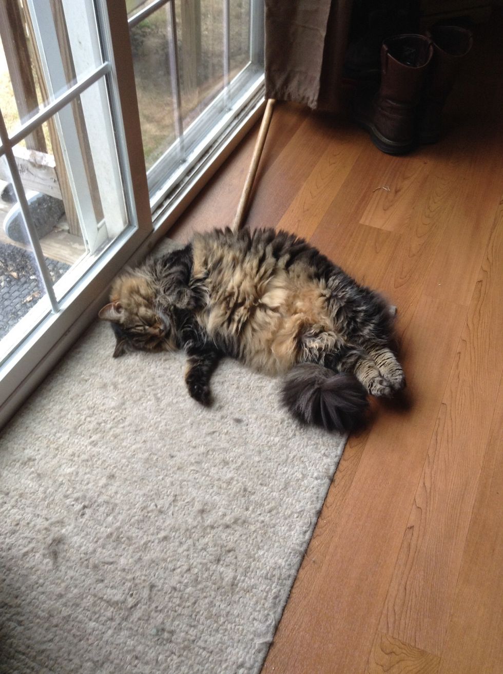 While we Wait, let us watch my cat be fat\ud83d\udc31\ud83d\udc08