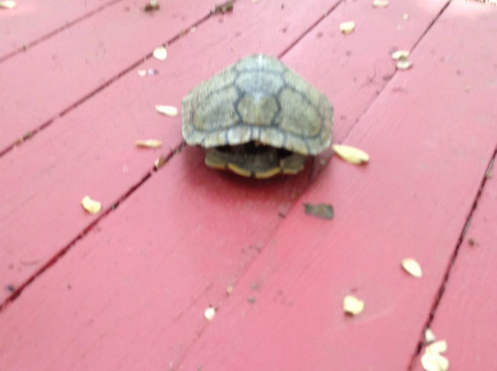 While we were an the trail we found this turtle shel!