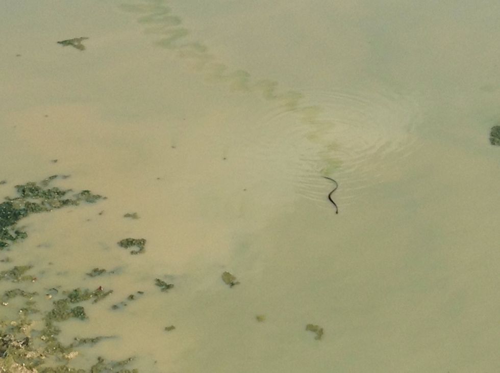 While we were walking we saw this water snake is insist cool?
