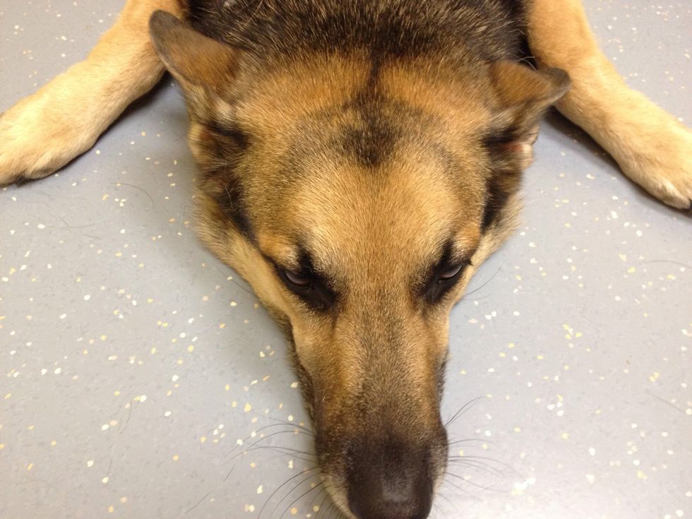 While your pet is being examined ask your veterinarian if you can keep a hand on your pet. If you can't, keep strong eye contact. This will let your per know he/she is safe.