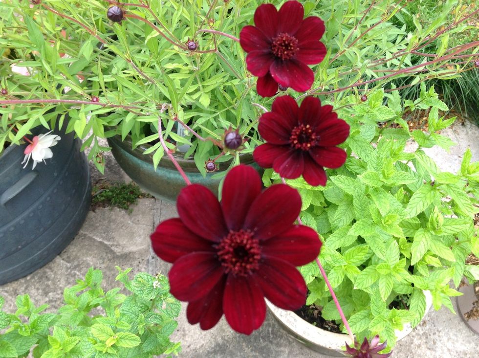 Whilst the boiling is going on, I like to pop in the garden and look at the flowers, here is one of my favourites "Cosmos - Chocamocha" Beautiful colour to go with the beets.