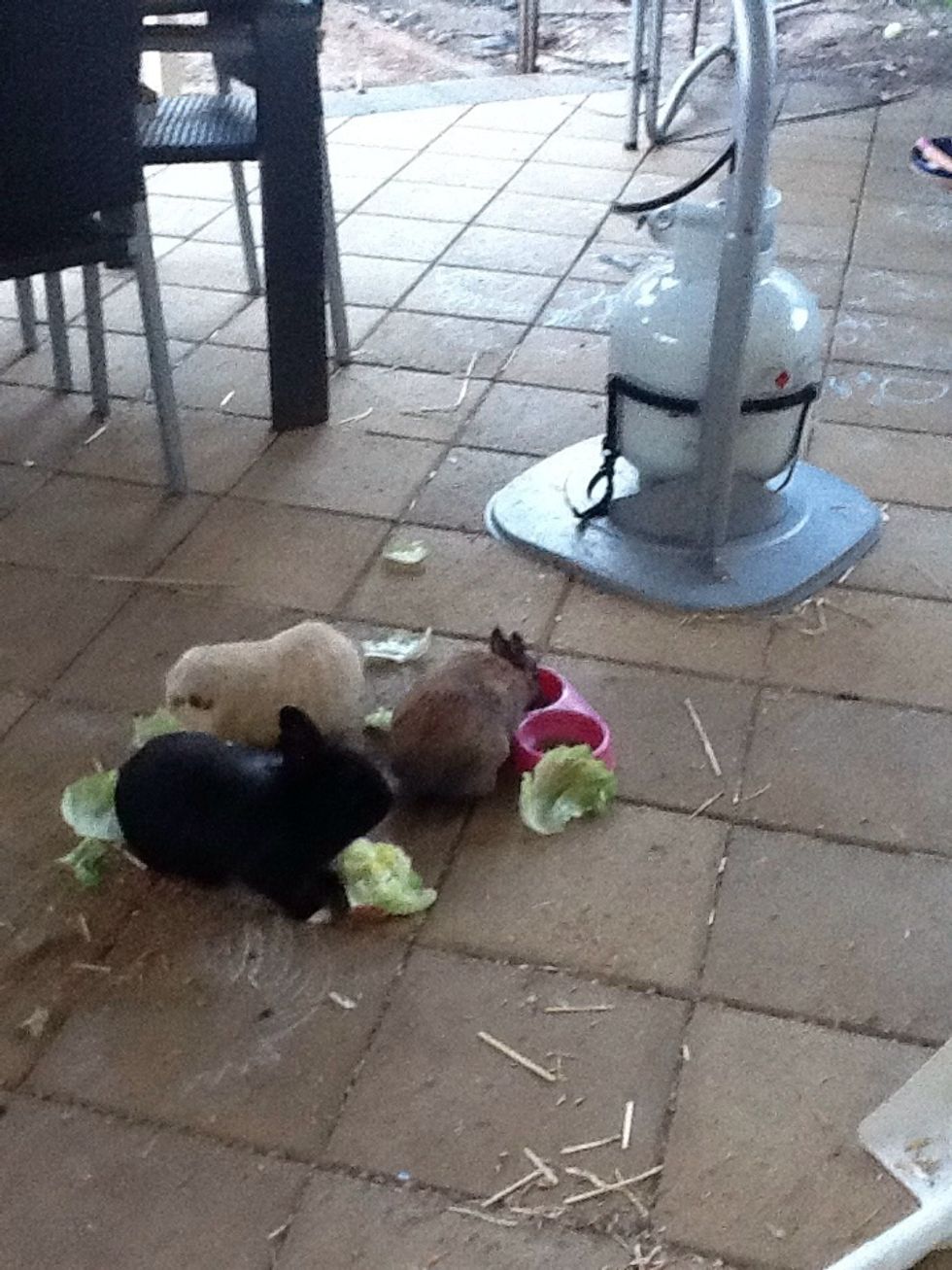 White chocolate, dark chocolate and milk chocolate bunnies!