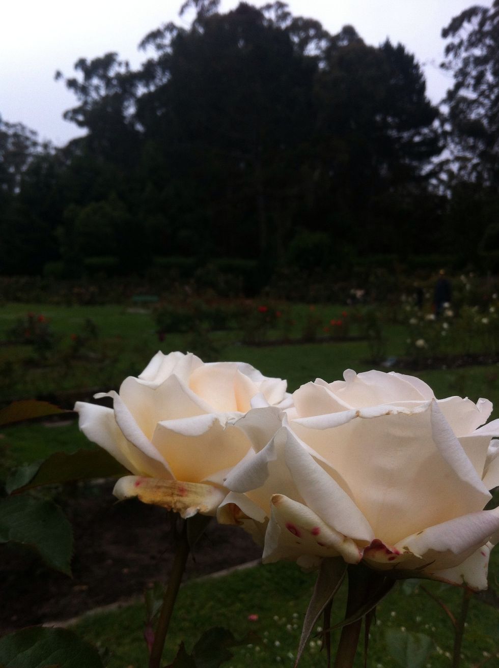 White roses