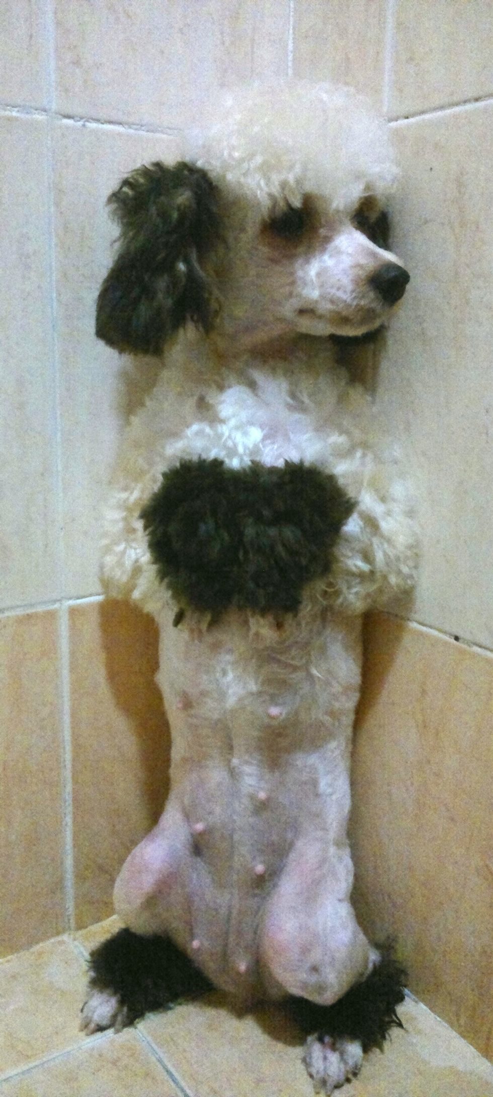 Why is Nikki in the naughty corner? You just wouldn't believe it!!! 1 packet of Tim Tams and a bag of chips. Look at her fat belly.