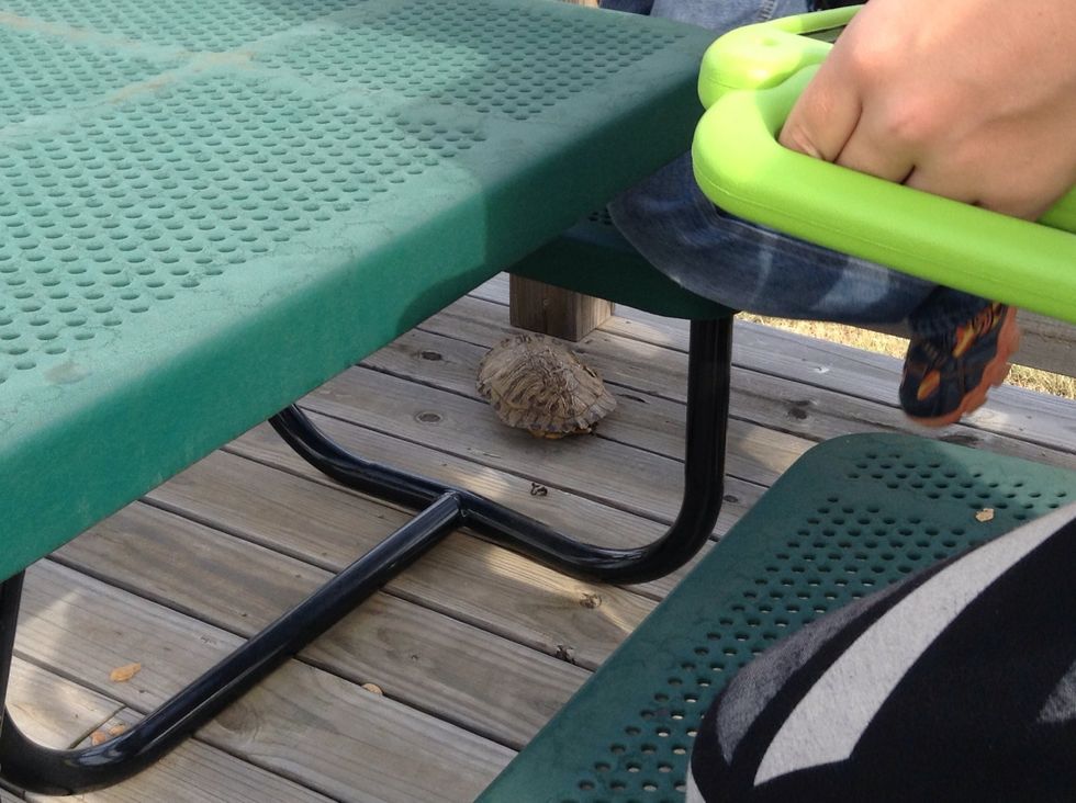 Why is the turtle not in it's shell? The turtle shed it's shell because the turtle was growing. http://animals.pawnation.com/mean-turtle-sheds-3001.html