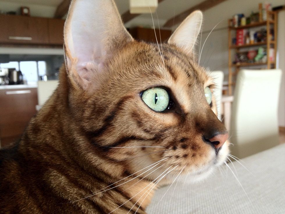 Why use a clicker? Humans make a bunch of irrelevant noises that all sound the same to cats. The clicker is distinct and short: Perfect to accurately mark specific behavior.