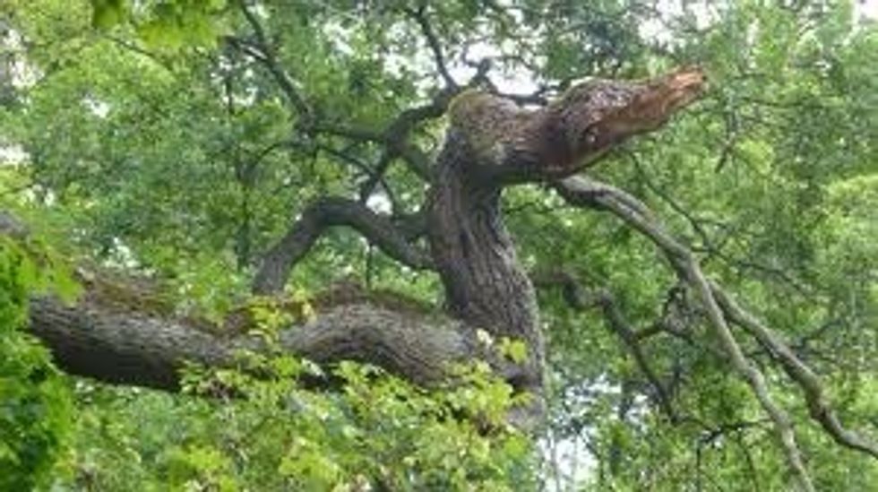 Wicked tree similar to what I saw at the OLC