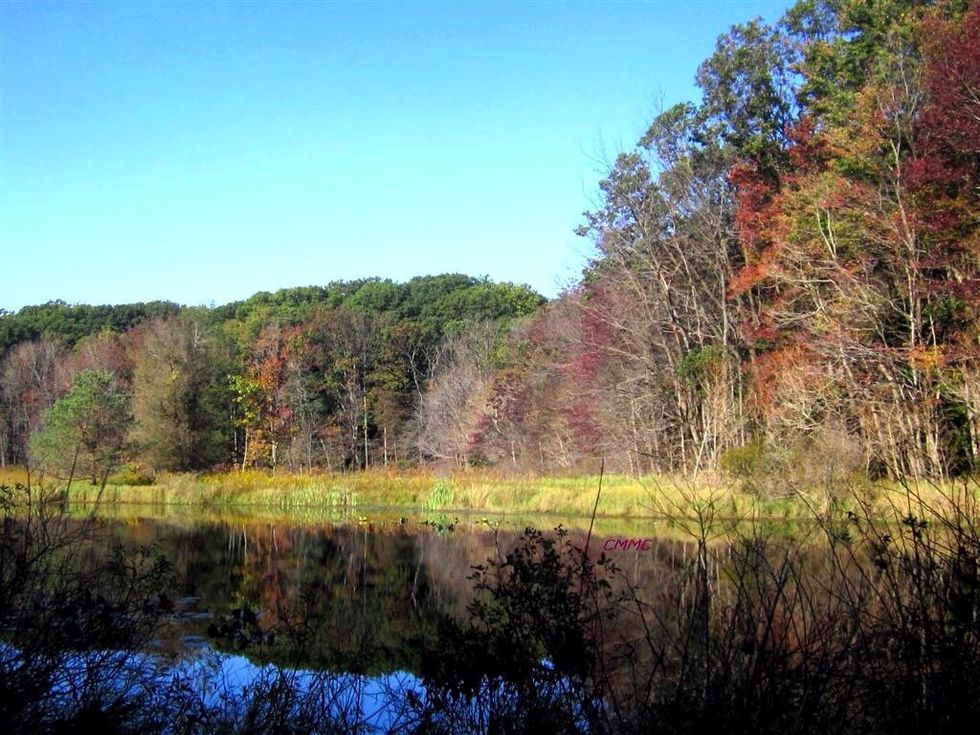 will then hop away and get eaten by a frog. The frog gets its energy from that beetle that got its energy from the tree leaves that got its energy from the sun. Later, that frog will get eaten by a