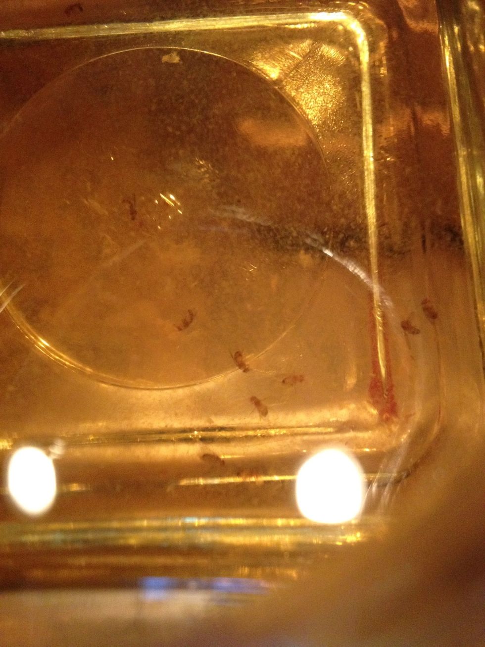 With cantaloupe removed: I caught a ton of fruit flies. Within 2 days the infestation was gone. Me: 1, Flies: 0.