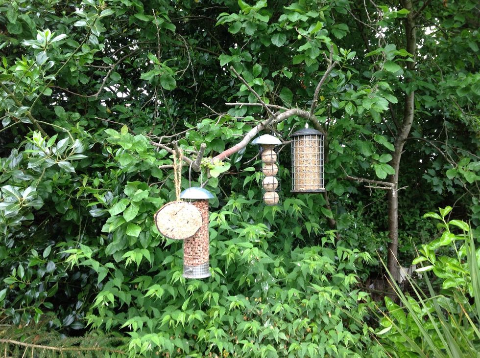 With the feeders cleaned, refresh your nuts, fill the greased balls and seeds, hang you coconut .