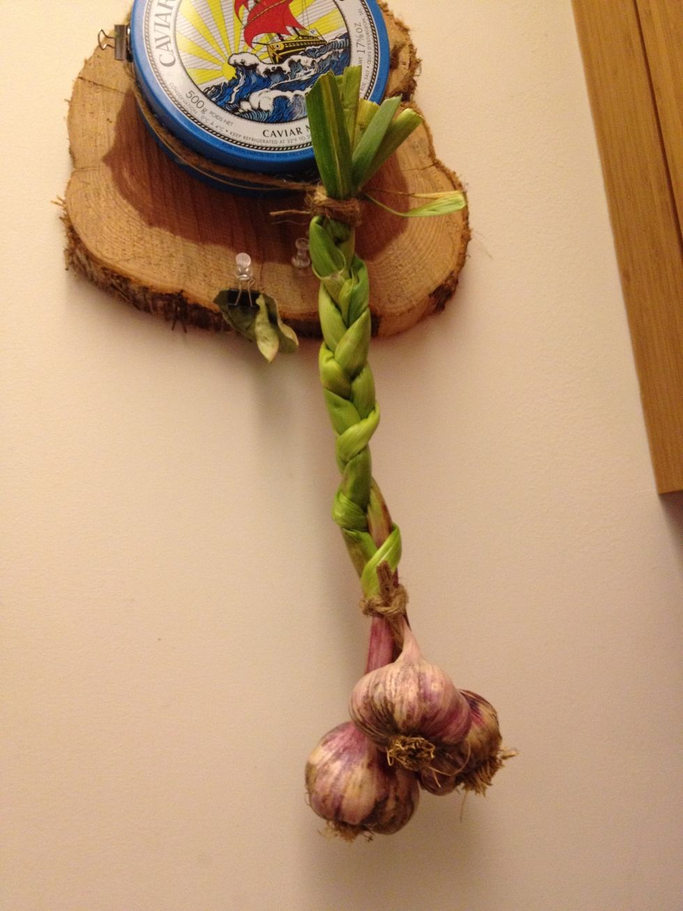 With the rest of the garlic braid it like pigtails. And hang it. Same way grandma used to make.