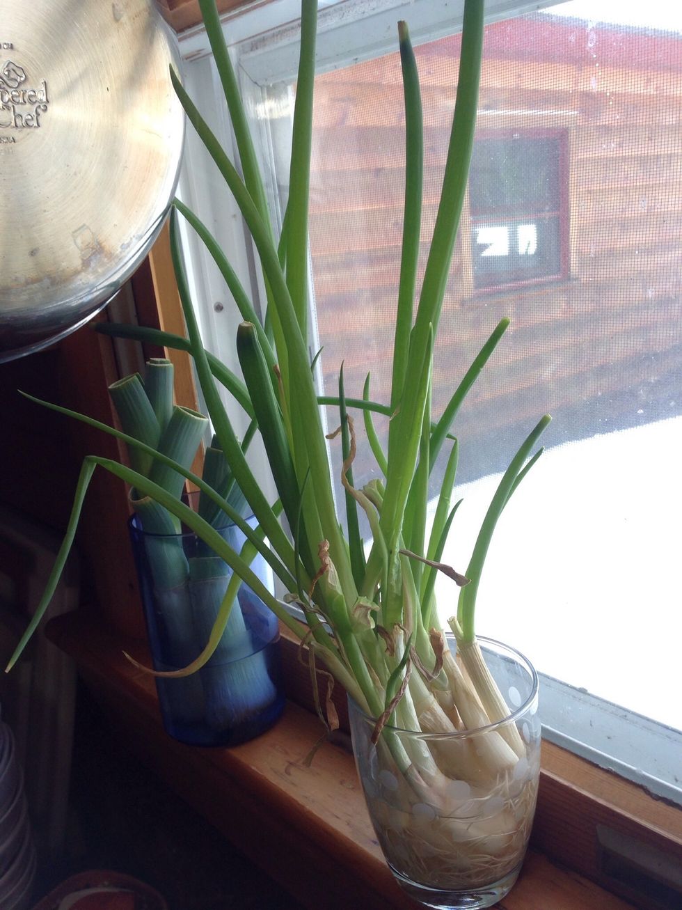 With the root end of your green onions, plus 2-3" of the stalk, you can regrow another bunch! Simply put the root end in fresh water, change daily, & in a week or 10 days, you have more onions.
